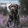 Labrador Chocolate Calendar